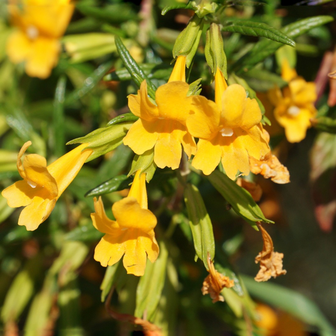 Diplacus PictureThis