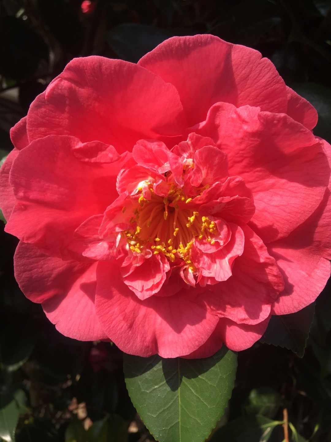 Camellia japonica 'Mars' Cuidados (Plantando, Fertilizantes, Enfermedades)  - PictureThis
