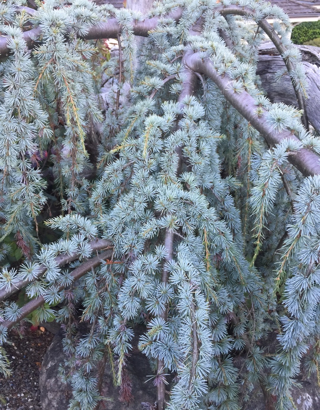 アトラスシーダー 'Glauca Pendula'の育て方・栽培方法