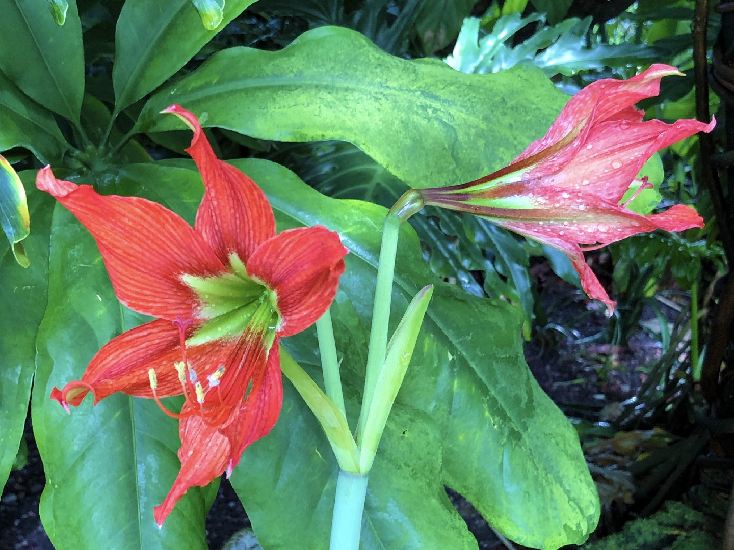 Azucena de México (Hippeastrum reginae) - PictureThis