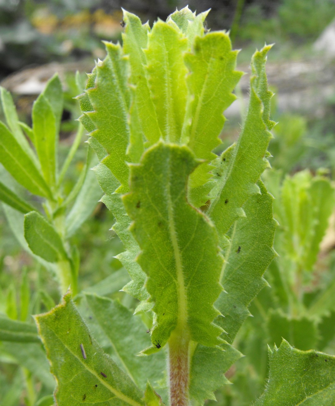 Sawtooth goldenbush (Hazardia squarrosa) Flower, Leaf, Care, Uses