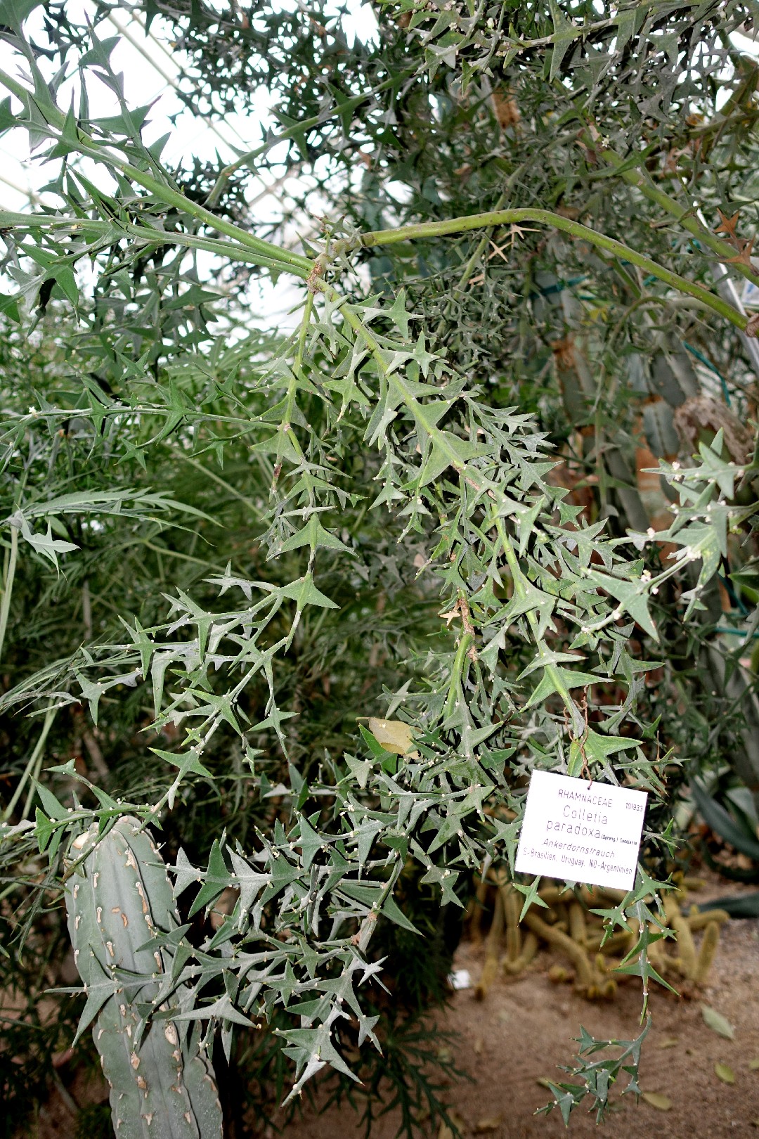 How to Grow and Care for Anchor plant