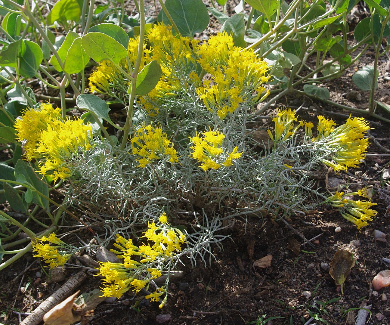Silver Rabbit Brush Rabbitbrush Care (Watering, Fertilize, Pruning, Propagation) - PictureThis