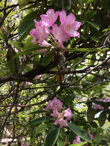 Is Pacific rhododendron Poisonous