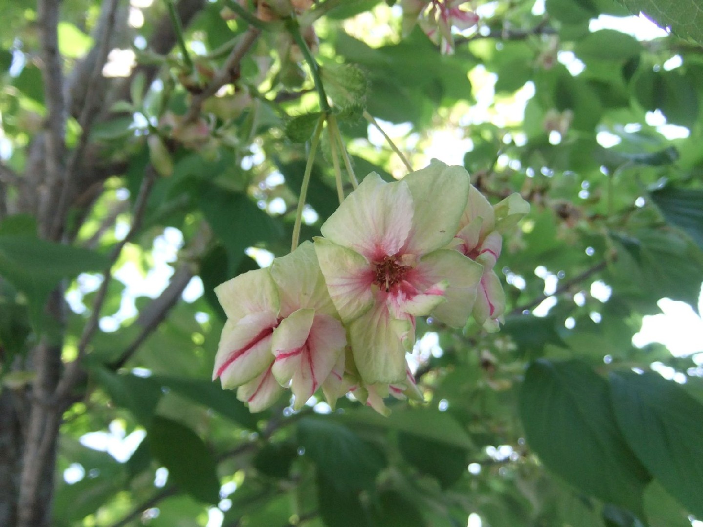 Сакура уход. Prunus lannesiana.