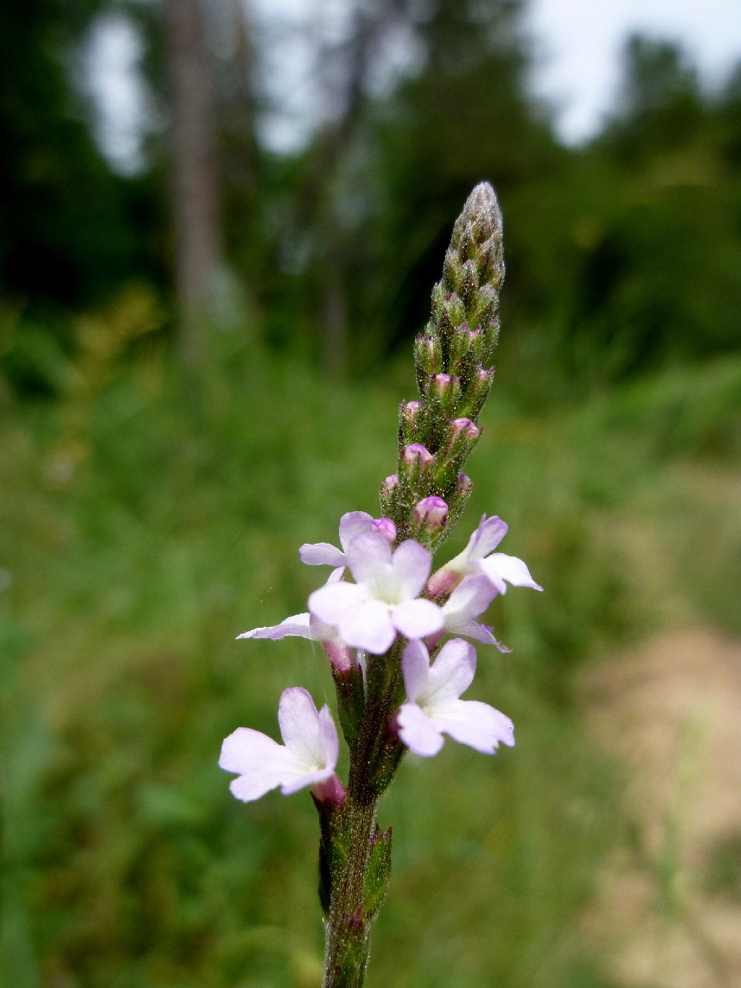 Verbena común - Verbena officinalis (Cuidado, Características, Flor,  Imágenes), image size:1080x1440