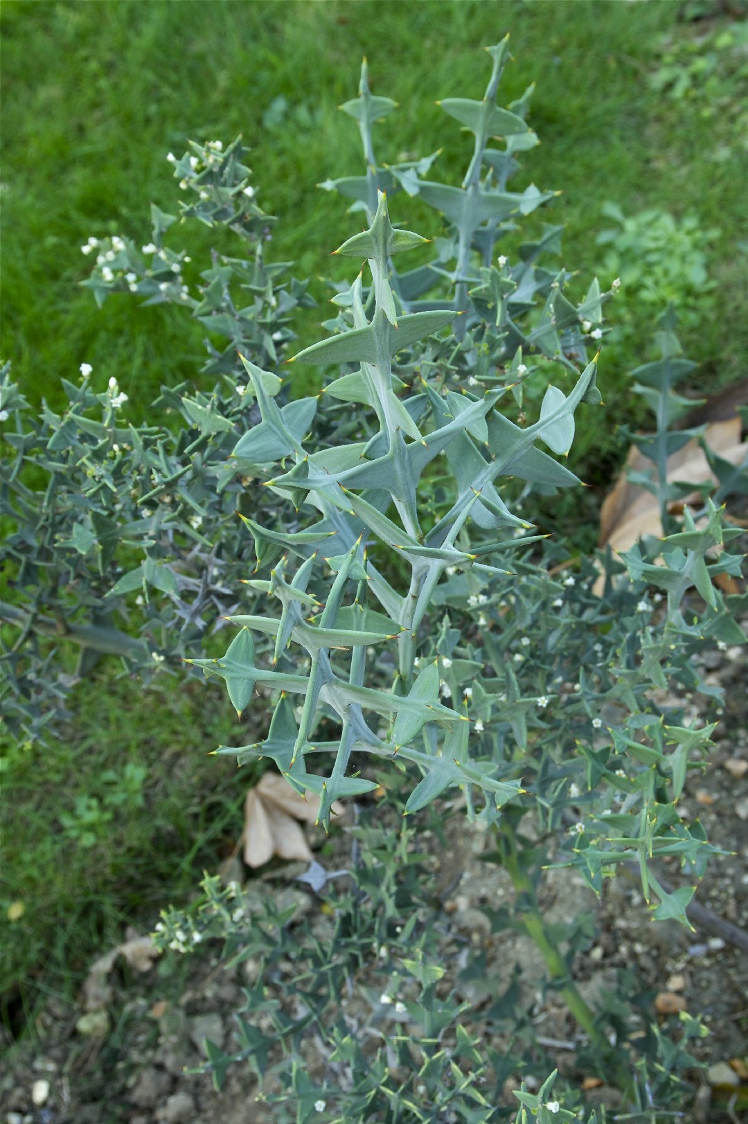 How to Grow and Care for Anchor plant