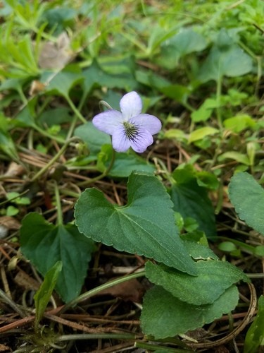アメリカスミレサイシン（亜米利加菫細辛） (Viola missouriensis