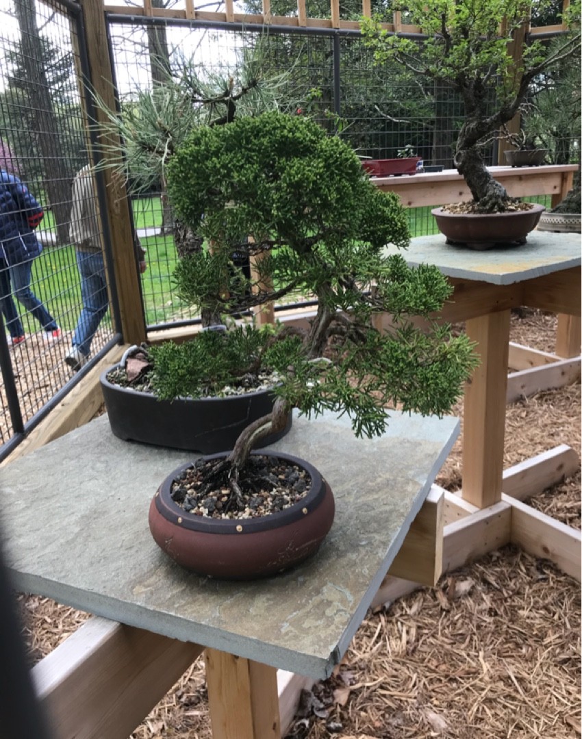 ミヤマビャクシン（深山柏槇）の判定方法 (Juniperus chinensis var