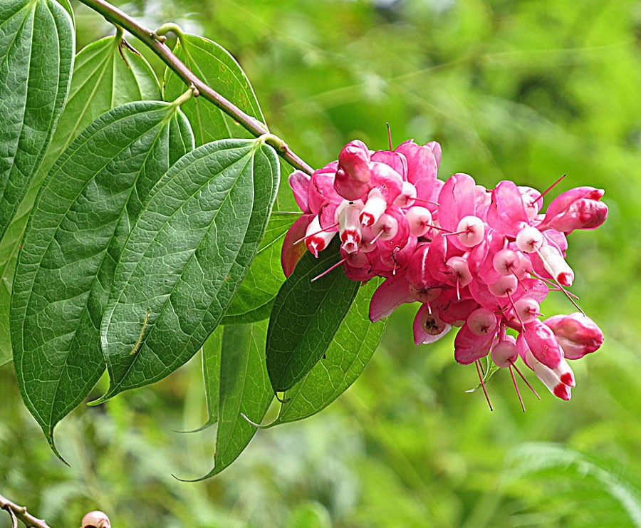 Mountain grape (Cavendishia bracteata) Flower, Leaf, Care, Uses