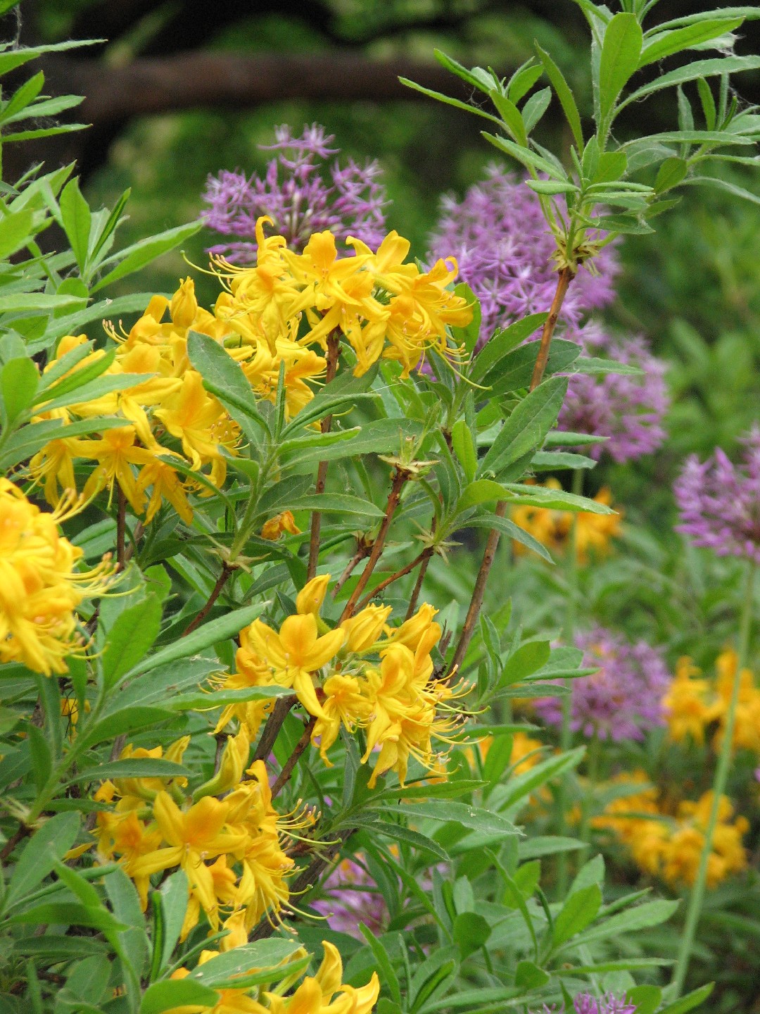 Gelbe alpenrose (Rhododendron luteum) - PictureThis