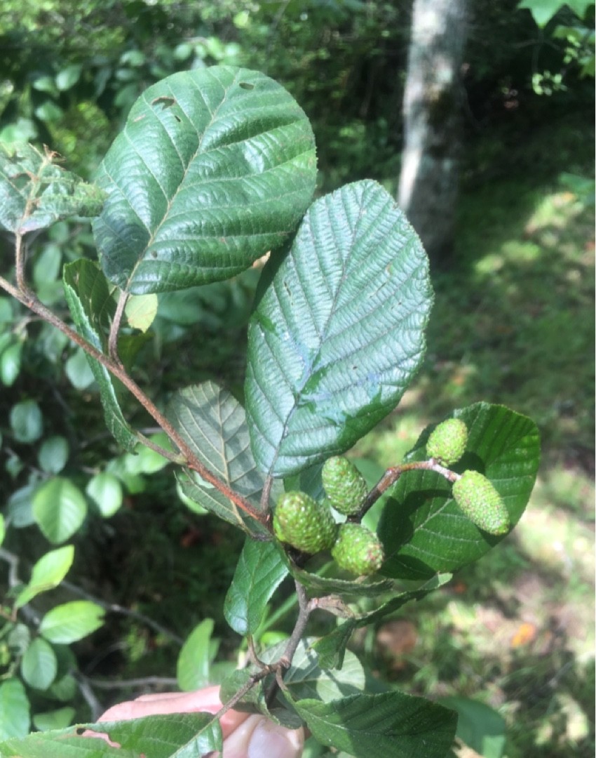 鋸葉榿木 (Alnus serrulata) 照顧,種植,繁殖,開花時間 - PictureThis