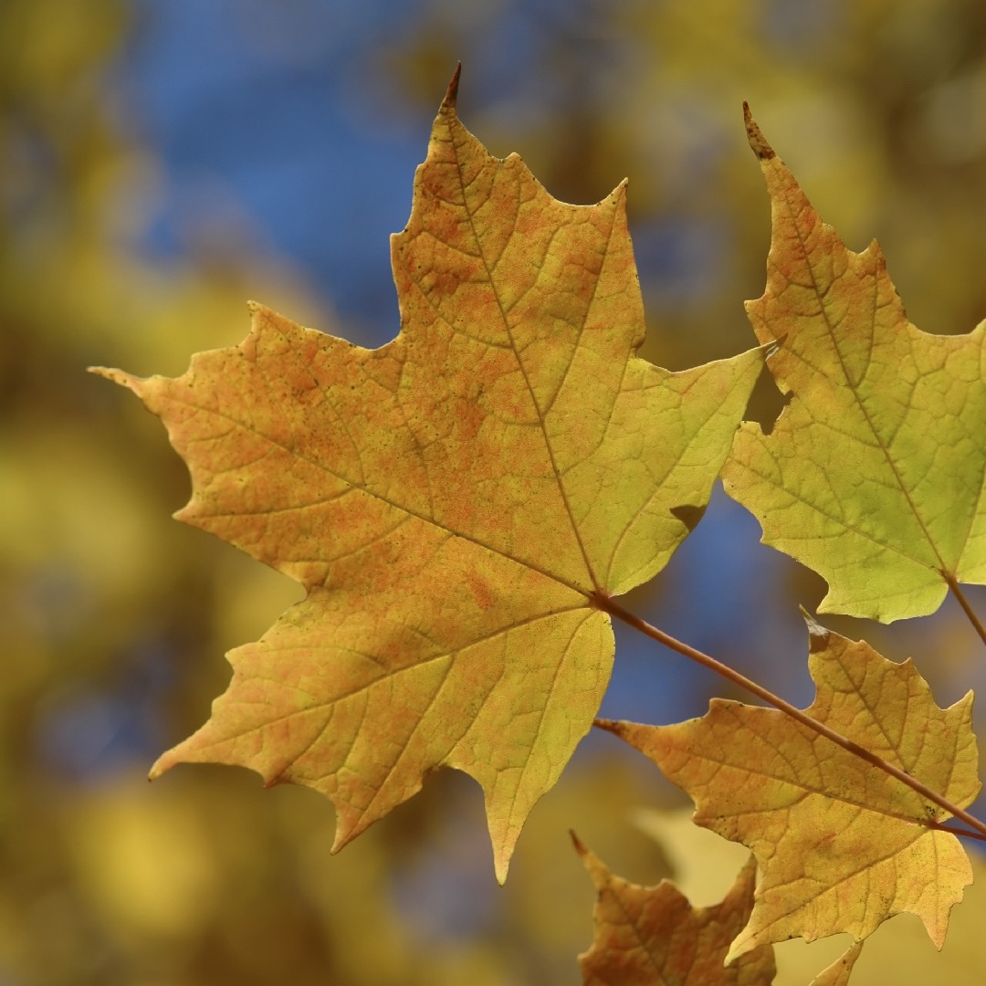 Sugar Maple - Acer Saccharum, Deciduous Trees