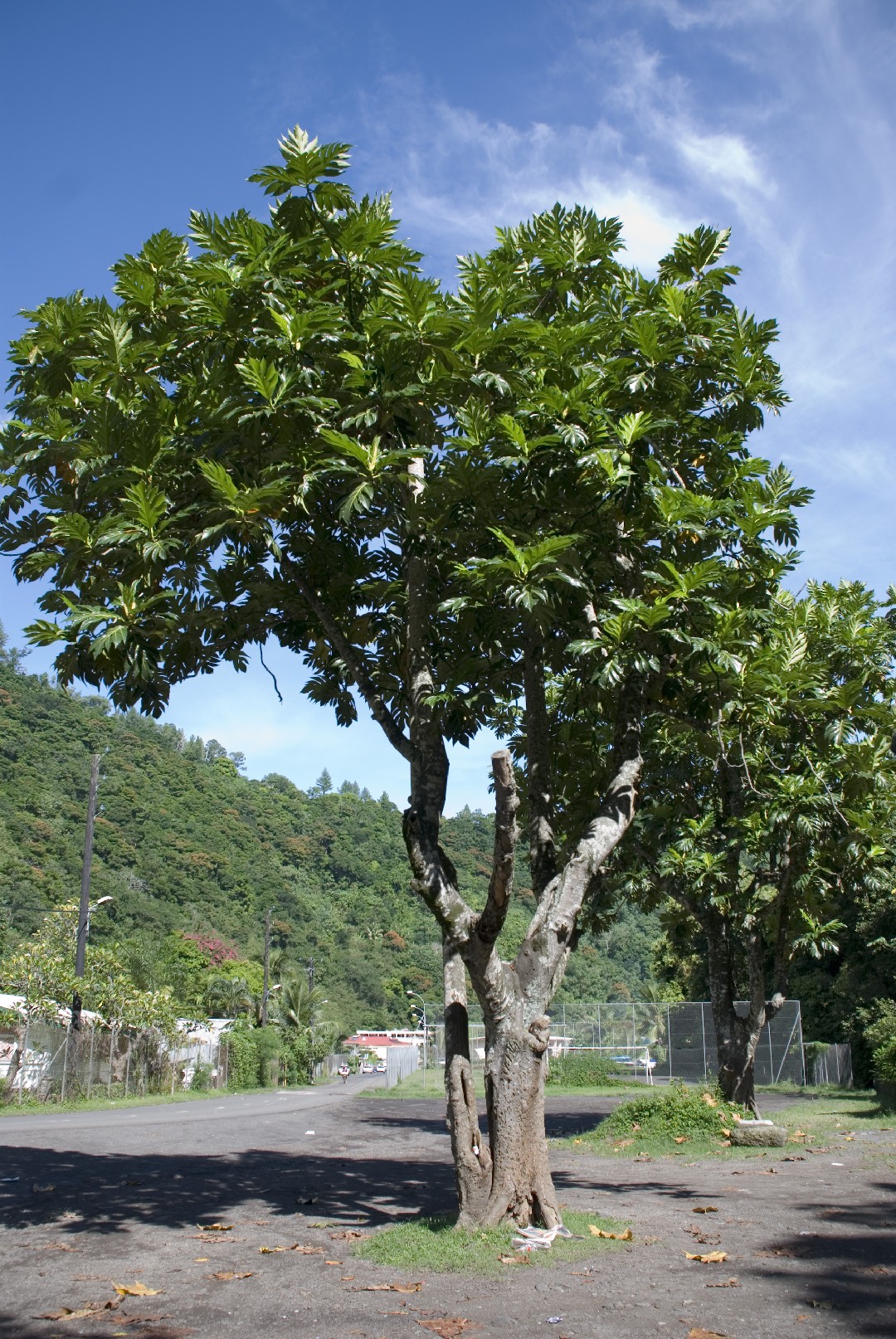 Brotfruchtbaum - Artocarpus altilis (Pflege, Merkmale, Invasiv, Bilder,  Essbar)