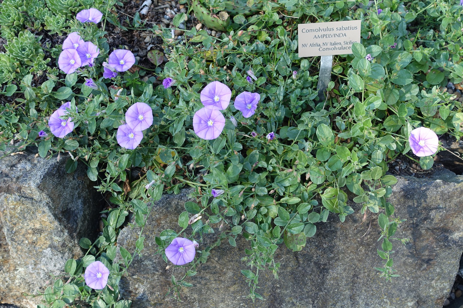 Kriechende Winde - Convolvulus sabatius (Pflege, Merkmale, Blume, Bilder)