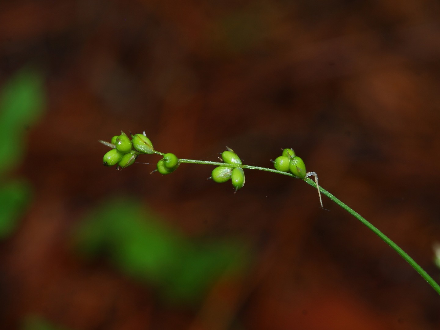 ホソスゲ (Carex disperma) 花言葉,毒性,よくある質問 - PictureThis