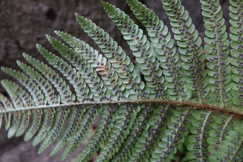 セイヨウオシダ (Dryopteris affinis) - PictureThis