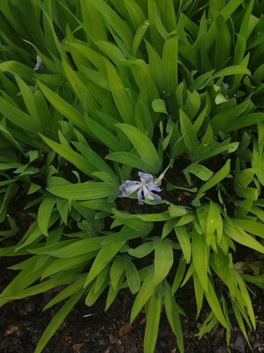 Iris cristata - Wikipedia