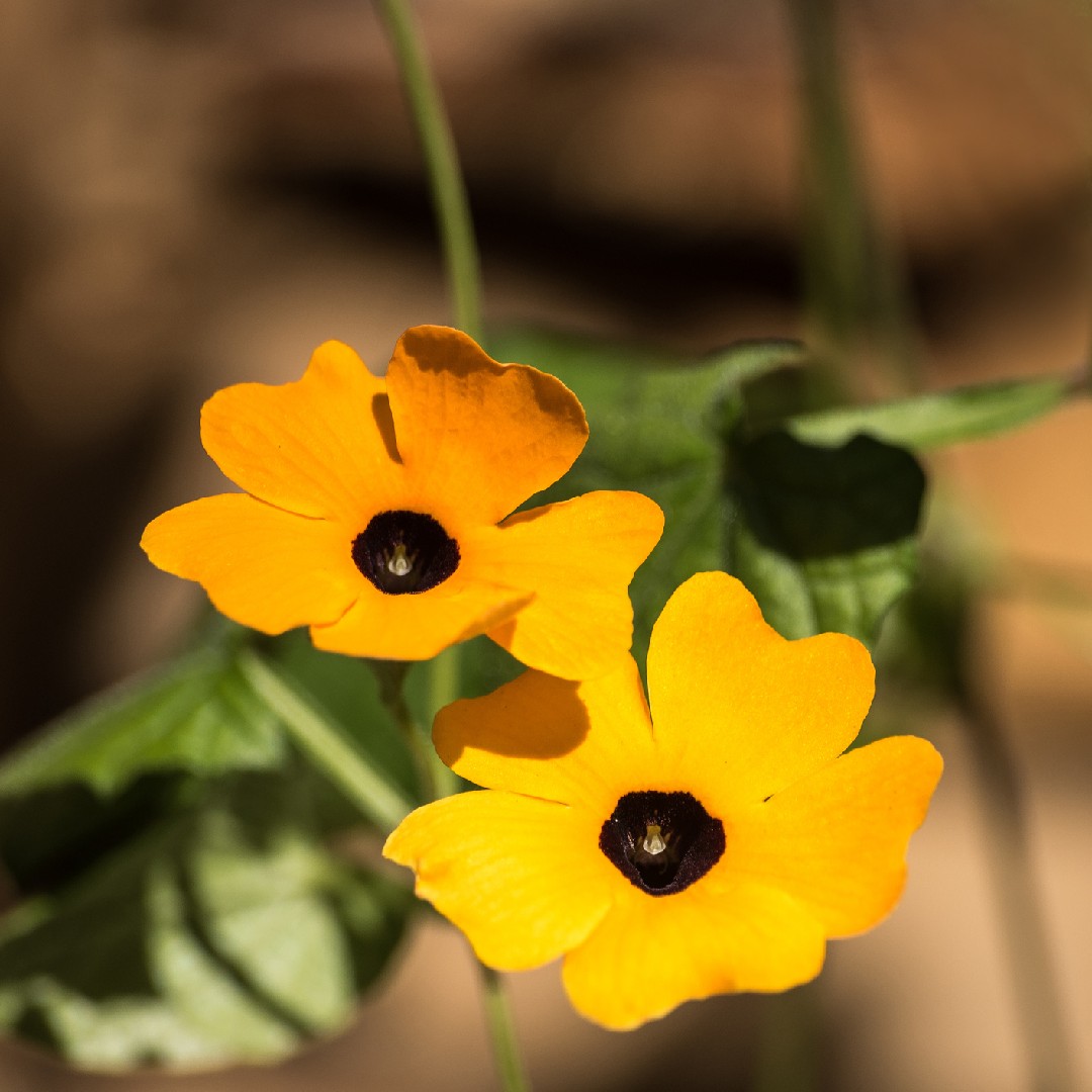 Thunbergien (Thunbergia)