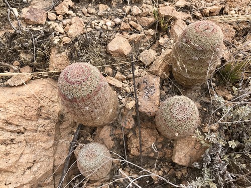 Echinocereus rigidissimus - PictureThis