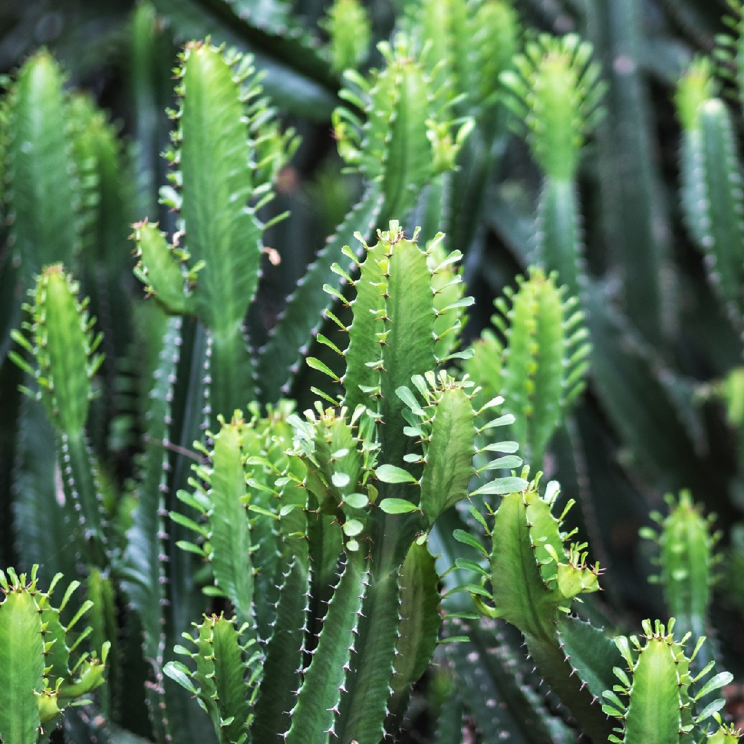 Cacto-candelabro (Euphorbia trigona) - PictureThis