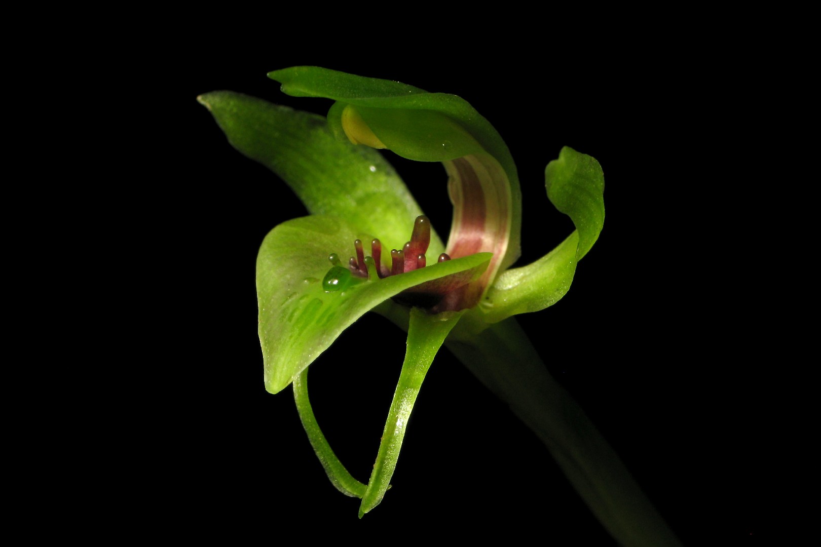 chiloglottis-valida-picturethis