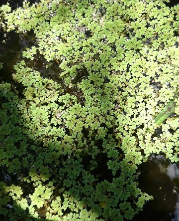 Азолла (Azolla)