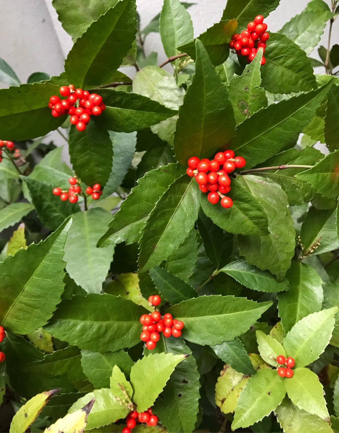 Sarcandra (Sarcandra) Flower, Leaf, Care, Uses - PictureThis