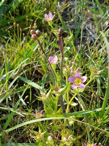 Sabatia campestris PictureThis
