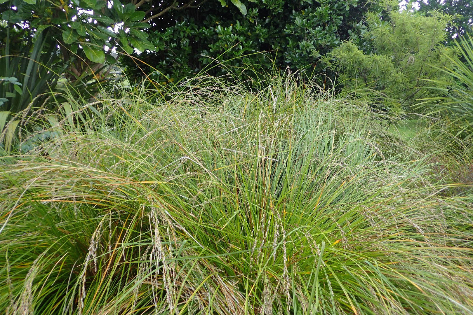 Secta Plant Carex secta - PictureThis