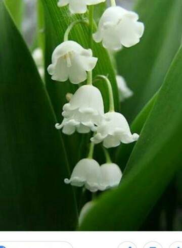 スズランの判定方法 (Convallaria majalis)