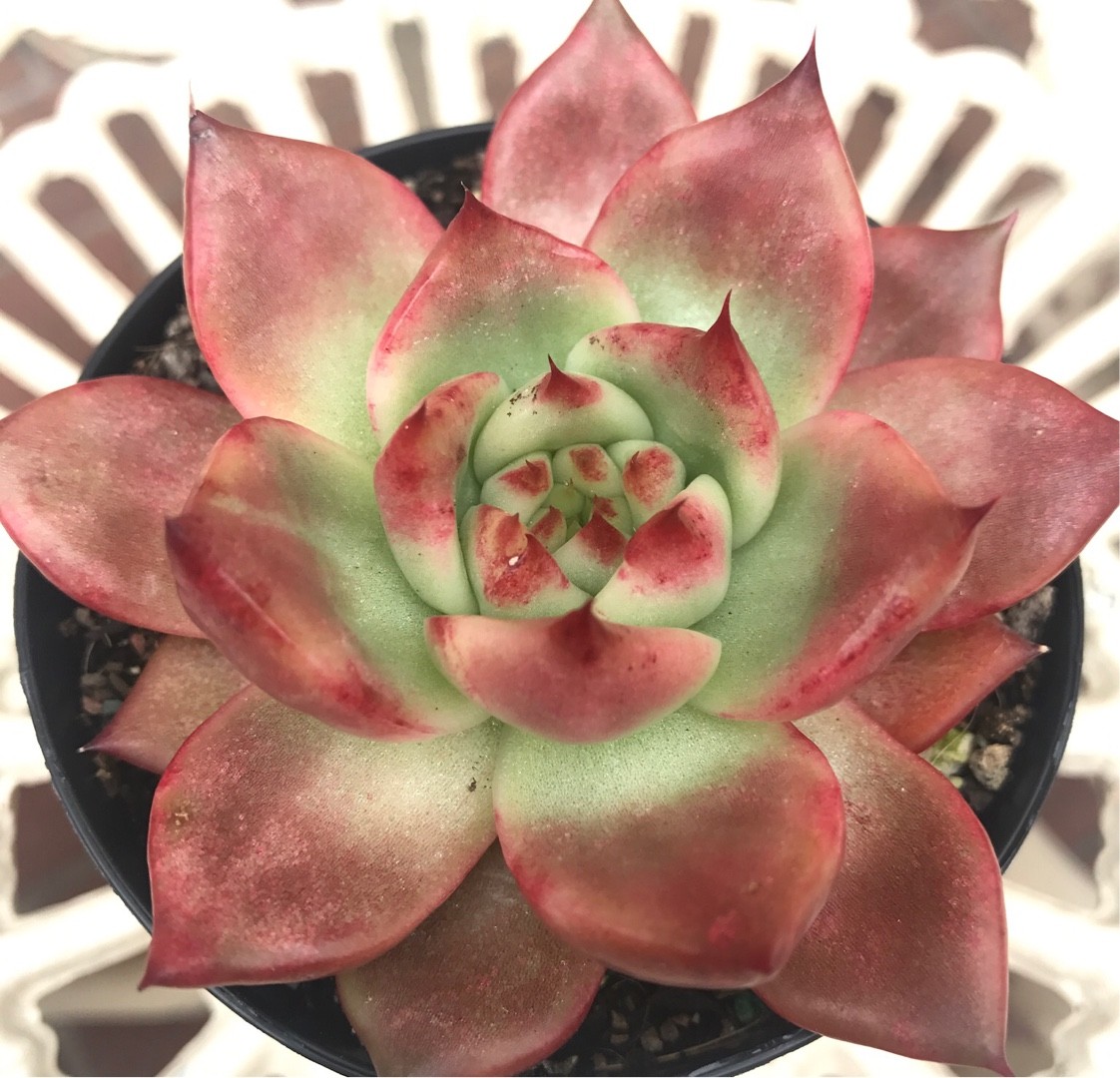 Echeveria × gilva 'Red' 照顧,種植,繁殖,開花時間 - PictureThis