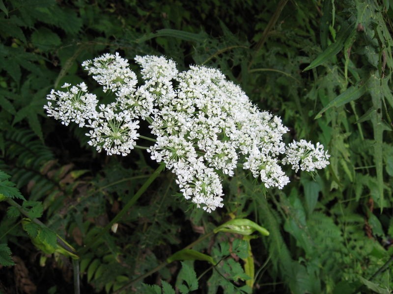 Angelica polymorpha PictureThis