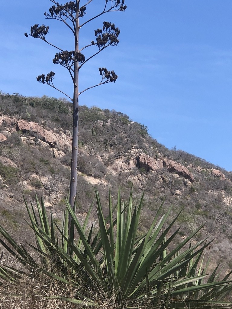 Magueyes (Agave)