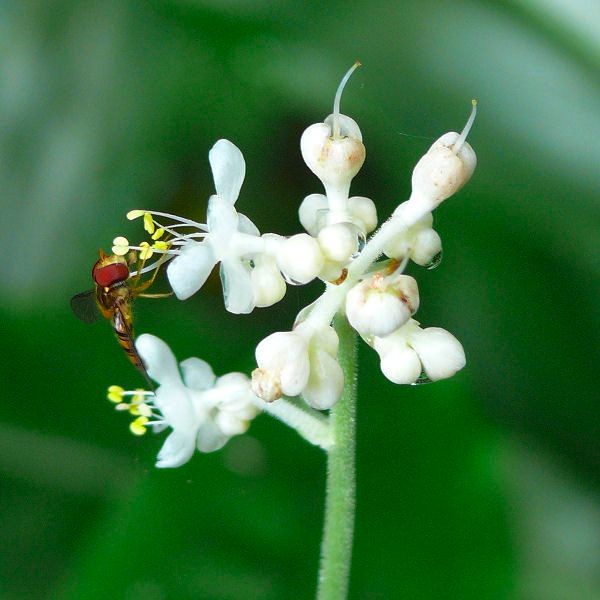 ヤブミョウガ（薮茗荷） (ケア, 特徴, 花, 画像)