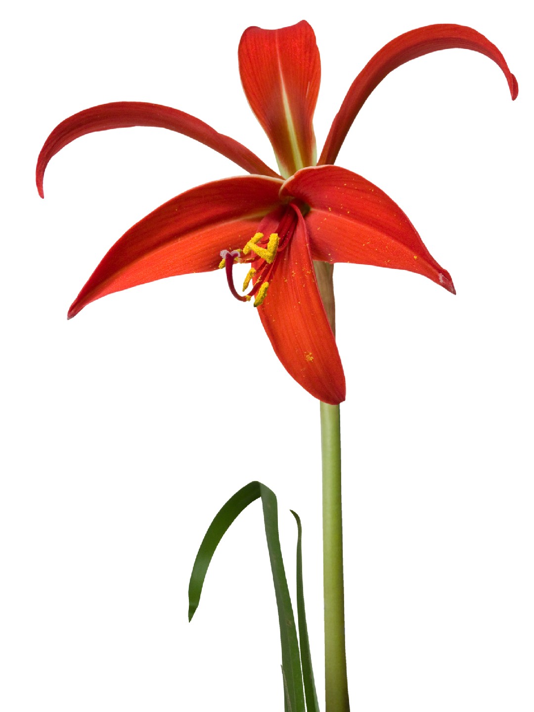 Flor-de-lis (Sprekelia formosissima) - PictureThis