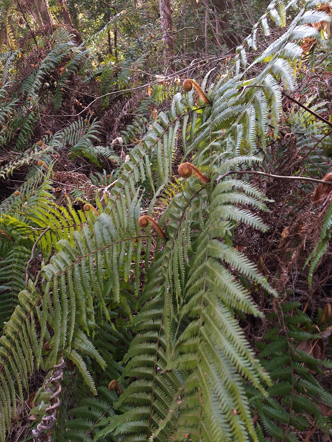 ウラジロシダ　250枚 ウラジロ（裏白） (Diplopterygium glaucum) - PictureThis