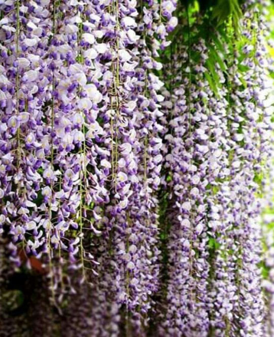 How to Grow and Care for Japanese wisteria 'Domino'