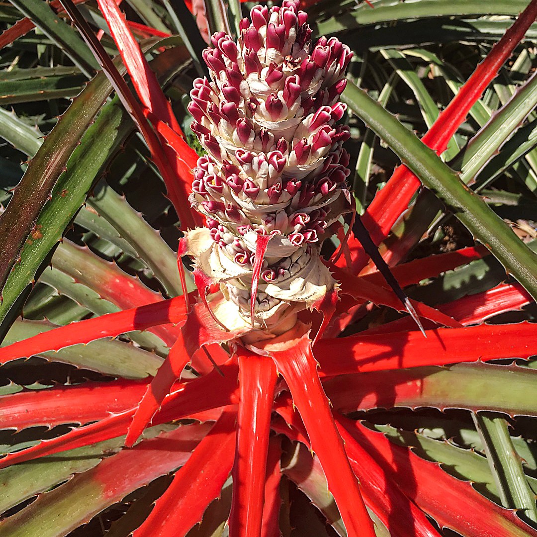 Bromelia pinguin - PictureThis