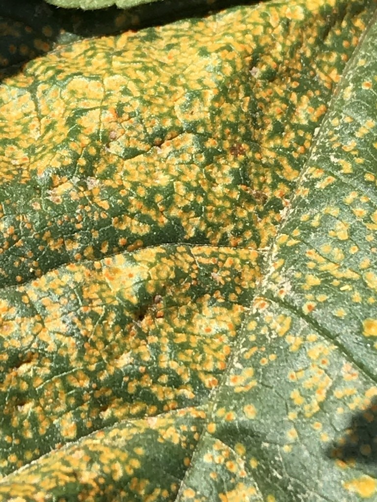 Hongos de roya y parientes (Pucciniomycetes)