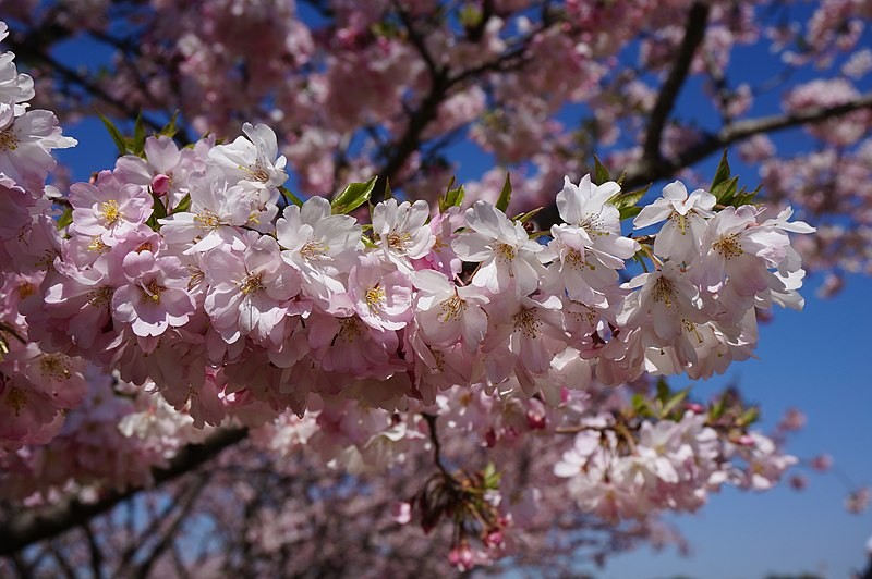 櫻花 (Cerasus × subhirtella 'Omoigawa') 照顧,種植,繁殖,開花時間 - PictureThis