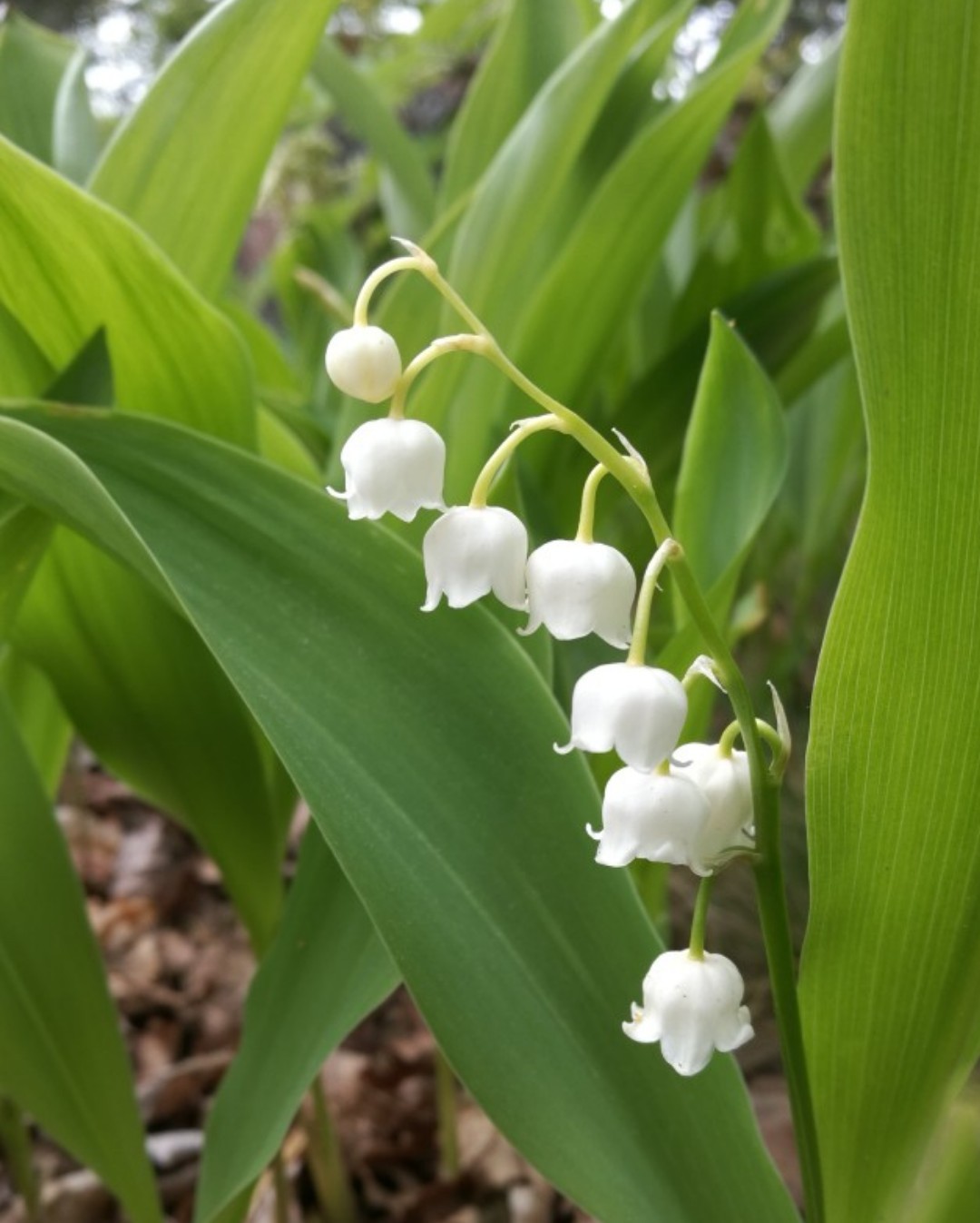 Lily of The Valley, Convallaria Majalis - Bag of 15