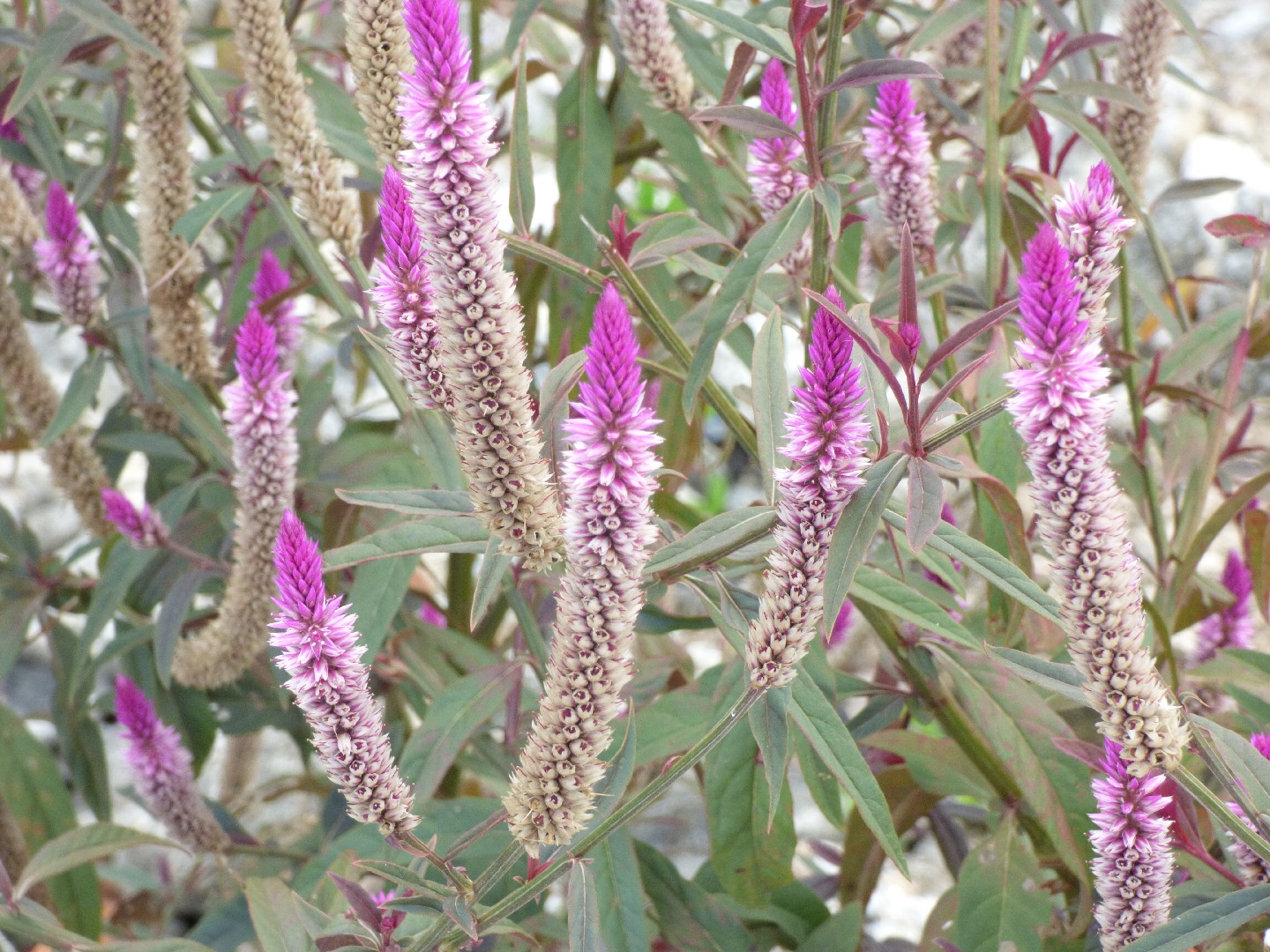 Celozja Srebrzysta Celosia Argentea PictureThis