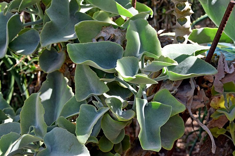 geigenfeige ficus Geigenfeige (Ficus lyrata) XXL-Größe kaufen