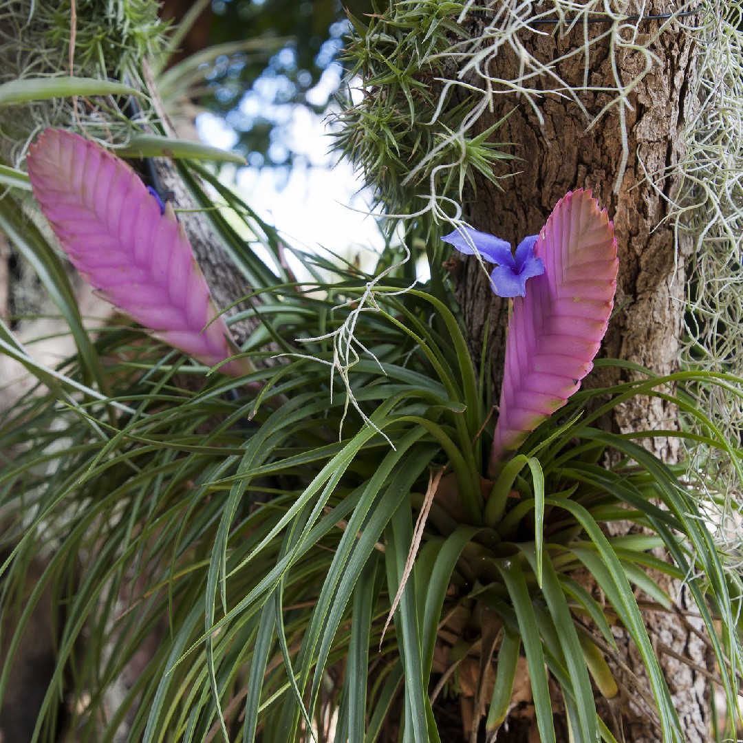 Tillandsia raquette (Wallisia cyanea) - PictureThis