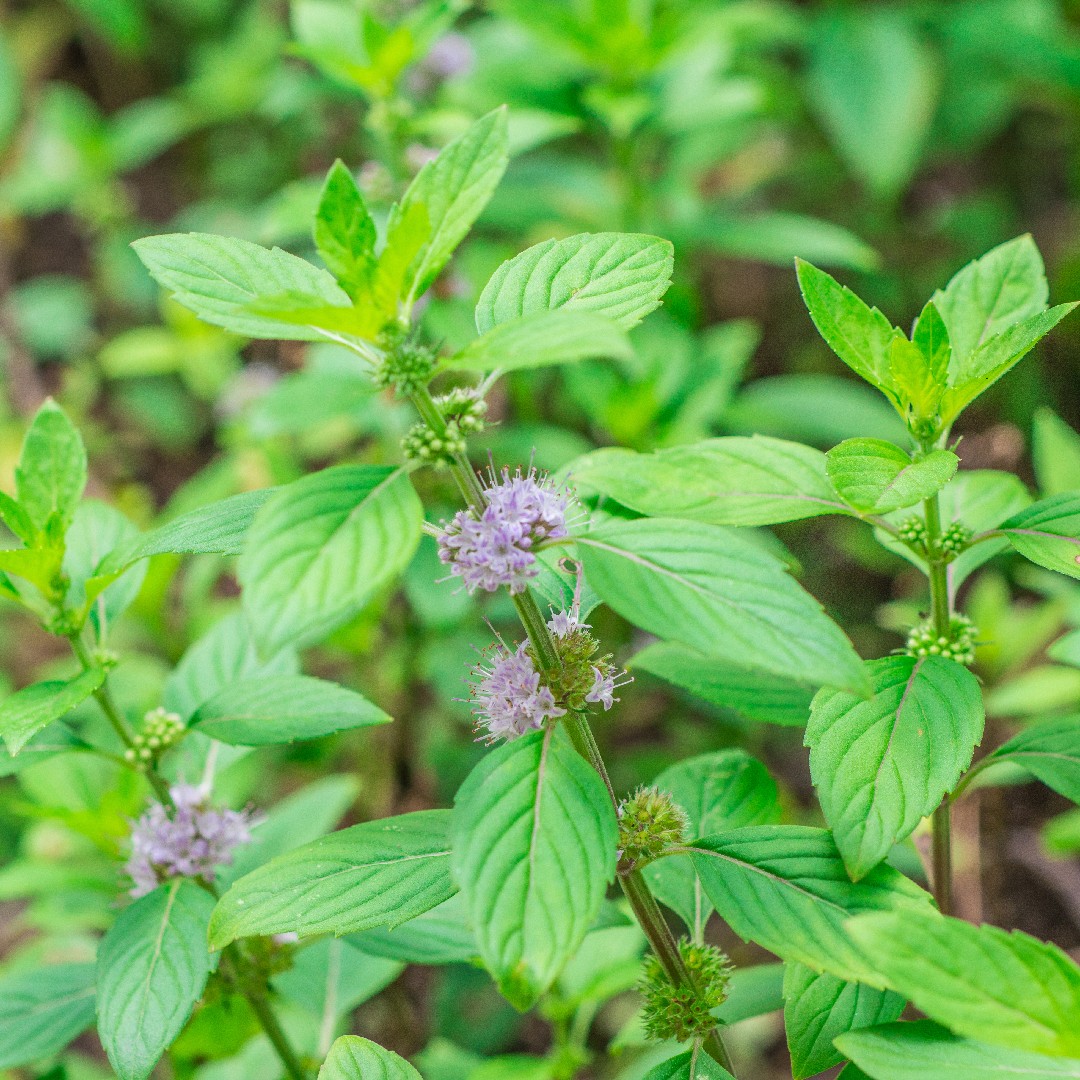 ヨウシュハッカ 洋種薄荷 Mentha Arvensis 花言葉 学名 よくある質問 Picturethis