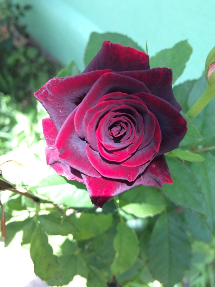 Rosa 'Black Baccara' - Wikipedia