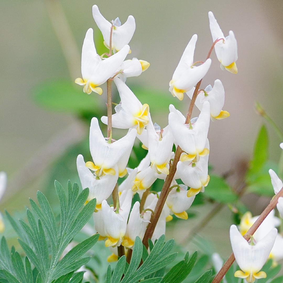 Dutchman's breeches (Dicentra cucullaria) Flower, Leaf, Care, Uses -  PictureThis