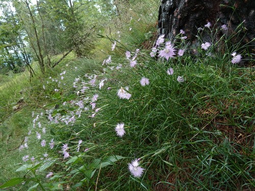 Dianthus Rescue Rovers Dianthus Superbus
