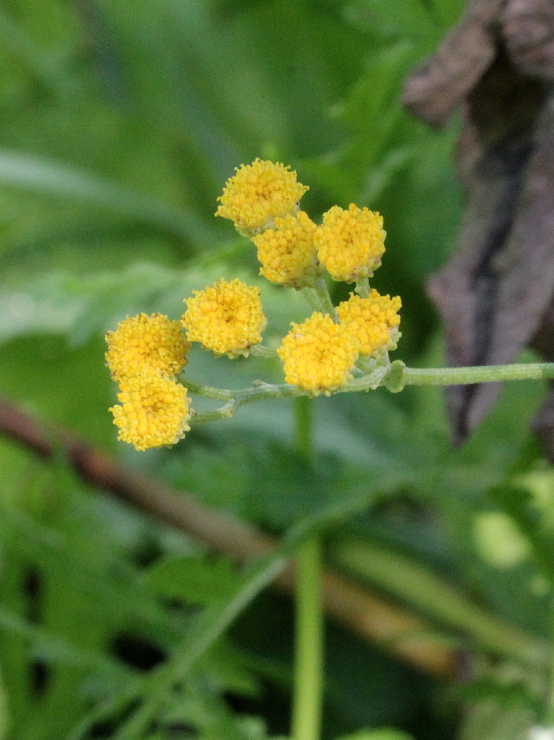 How to Plant and Grow Costmary(Tanacetum balsamita)